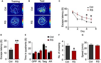 Repeated Restraint Stress Led to Cognitive Dysfunction by NMDA Receptor-Mediated Hippocampal CA3 Dendritic Spine Impairments in Juvenile Sprague-Dawley Rats